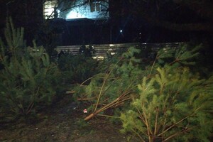 Чтобы не досталось никому: в Одессе торговцы полили брошенные елки солярой фото 1