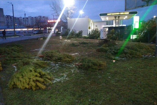 Чтобы не досталось никому: в Одессе торговцы полили брошенные елки солярой фото 2