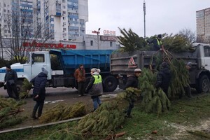 Чтобы не досталось никому: в Одессе торговцы полили брошенные елки солярой фото 5