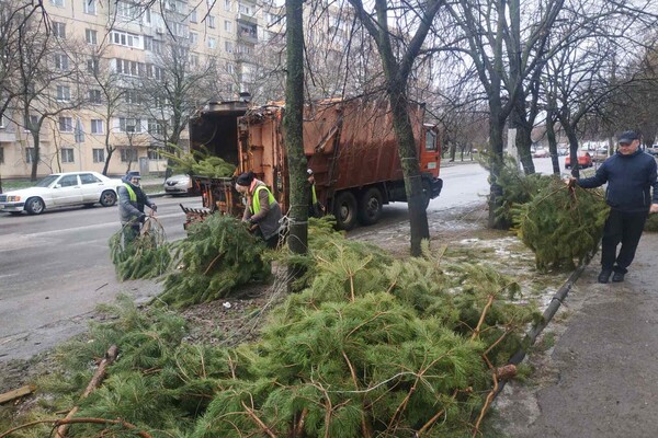 Чтобы не досталось никому: в Одессе торговцы полили брошенные елки солярой фото 8