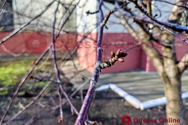Из-за аномальной погоды в Одессе на деревьях распустились почки  фото 1