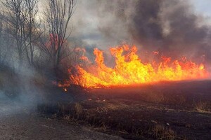 Могут пострадать жилые дома: под Одессой горят плавни (видео, обновлено) фото 2