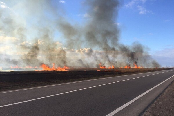 Пожар в природном парке под Одессой нанес убытки на сотни тысяч гривен фото 2