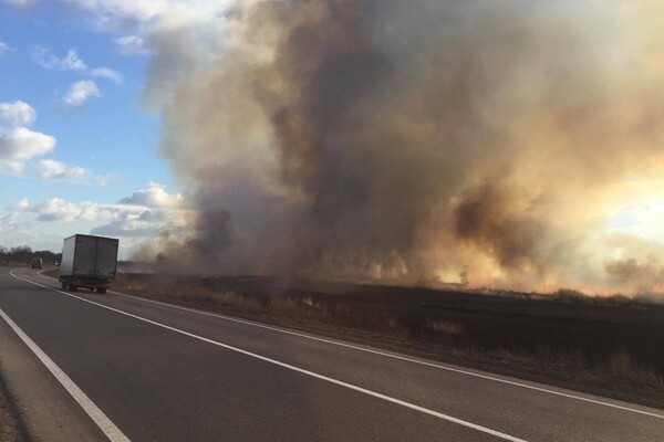 Пожар в природном парке под Одессой нанес убытки на сотни тысяч гривен фото 3