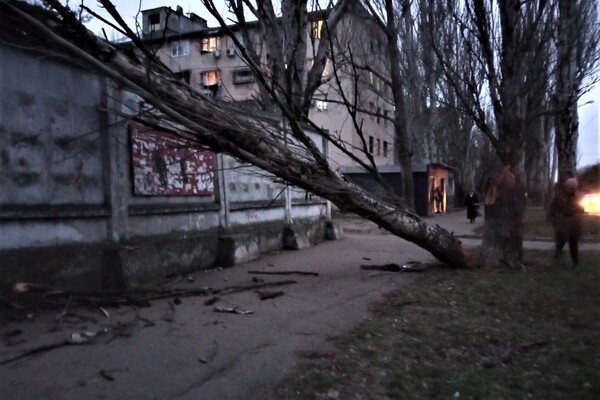 Мощный циклон в Одессе: ветер валит деревья и обрывает провода (обновляется) фото 3