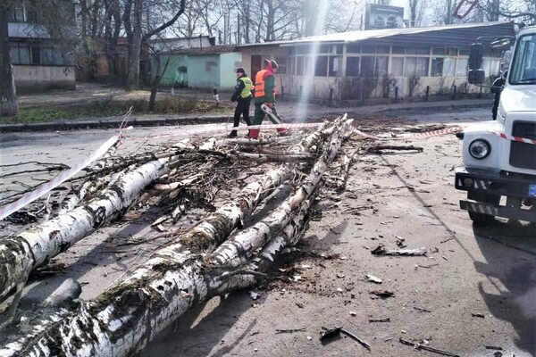Мощный циклон в Одессе: ветер валит деревья и обрывает провода (обновляется) фото 4