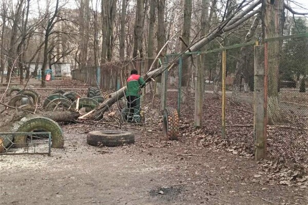 Мощный циклон в Одессе: ветер валит деревья и обрывает провода (обновляется) фото 5