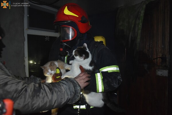 В Одессе спасатели вынесли из горящей квартиры котов и собаку фото