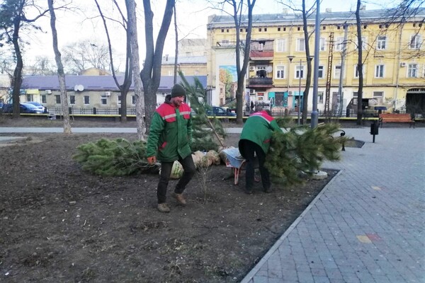 На улицах Одессы высаживают сосны фото 1