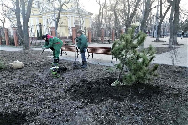 На улицах Одессы высаживают сосны фото 5