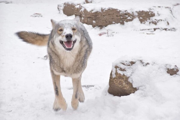 Как зимуют животные в Одесском зоопарке (фото, видео) фото