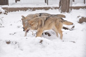 Как зимуют животные в Одесском зоопарке (фото, видео) фото 1