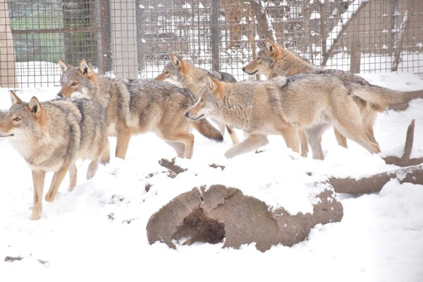 Как зимуют животные в Одесском зоопарке (фото, видео) фото 2