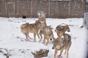 Как зимуют животные в Одесском зоопарке (фото, видео) фото 3