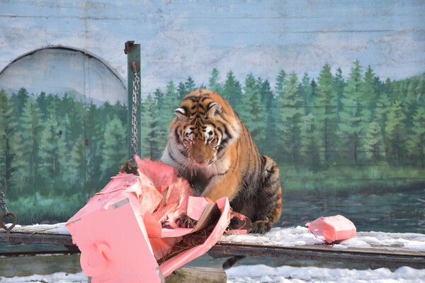 В Одесском зоопарке тигрице подарили праздничный торт: ей понравилась коробка (видео) фото