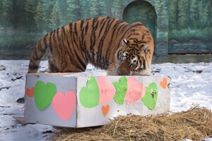 В Одесском зоопарке тигрице подарили праздничный торт: ей понравилась коробка (видео) фото 3