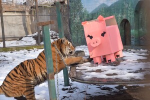 В Одесском зоопарке тигрице подарили праздничный торт: ей понравилась коробка (видео) фото 4