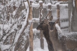 В Одесском зоопарке выберут самую романтическую пару животных (фото) фото 3