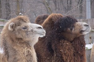 В Одесском зоопарке выберут самую романтическую пару животных (фото) фото 4