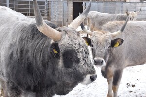 В Одеському зоопарку оберуть найромантичнішу пару тварин (фото) фото 5