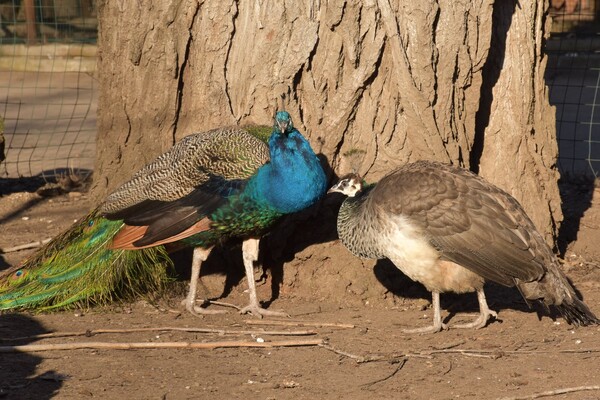 В Одесском зоопарке выберут самую романтическую пару животных (фото) фото 9