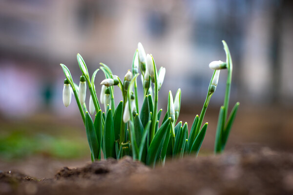 Весна близько: в Одесі розцвіли проліски (фото) фото