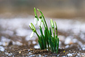 Весна близко: в Одессе расцвели подснежники (фото) фото 1