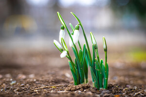 Весна близько: в Одесі розцвіли проліски (фото) фото 2