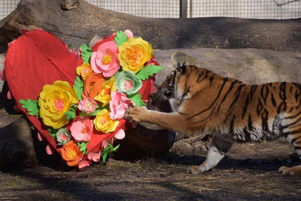 В Одесском зоопарке выбрали самую романтическую пару животных (фото) фото 3