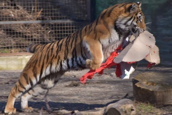 В Одесском зоопарке выбрали самую романтическую пару животных (фото) фото 4