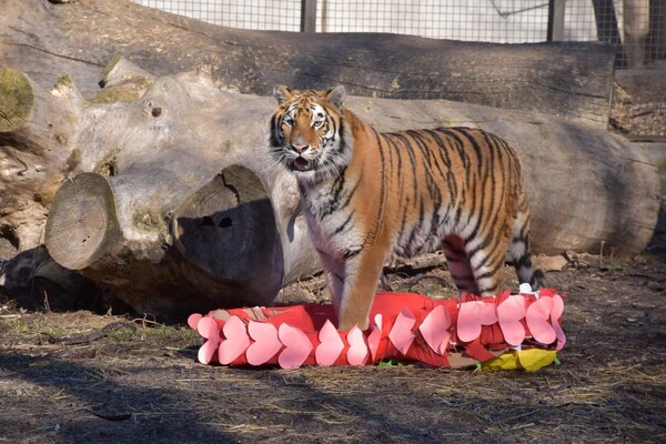 В Одесском зоопарке выбрали самую романтическую пару животных (фото) фото 5