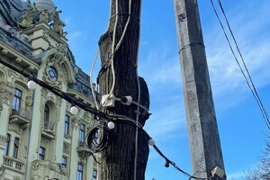 Деревья на Дерибасовской очистят от лишних &quot;украшений&quot; фото