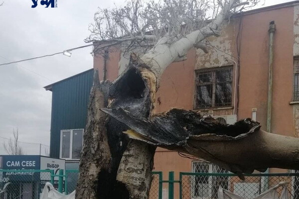 Вчора в Лузанівці дерево згоріло зсередини внаслідок потрапляння осколка фото