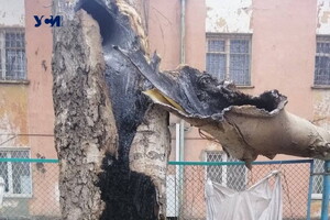 Вчора в Лузанівці дерево згоріло зсередини внаслідок потрапляння осколка фото 1