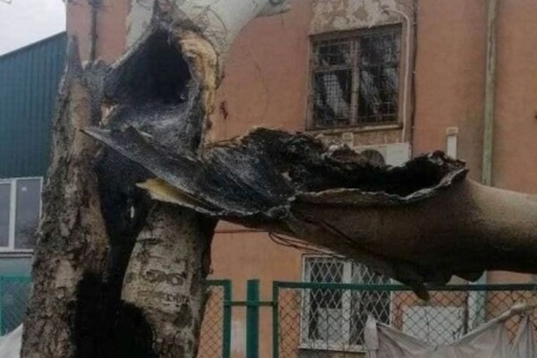 Вчора в Лузанівці дерево згоріло зсередини внаслідок потрапляння осколка фото 3
