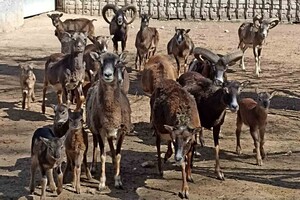 Получи ответ: как живет Одесский зоопарк во время войны фото 2