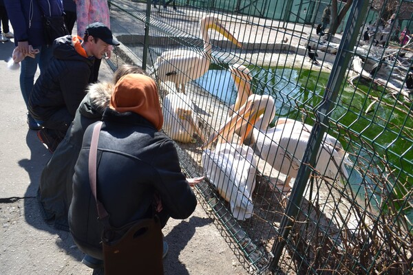 В Одесі з аншлагом та оркестром відкрився зоопарк фото 10