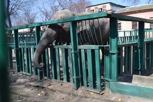 В Одесі з аншлагом та оркестром відкрився зоопарк фото 11