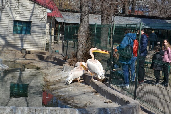 В Одесі з аншлагом та оркестром відкрився зоопарк фото 18