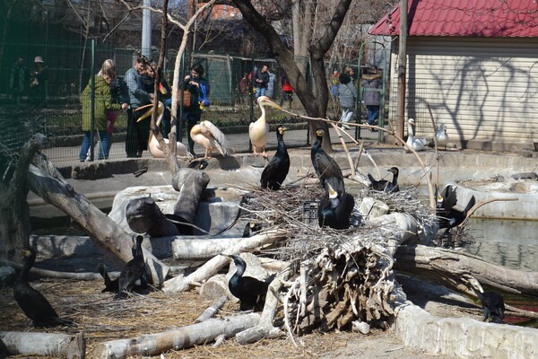 В Одесі з аншлагом та оркестром відкрився зоопарк фото 20