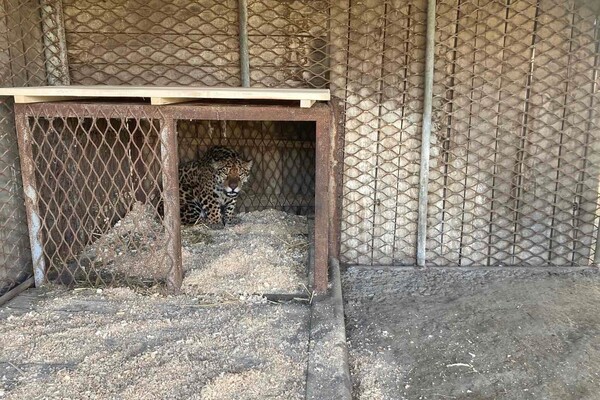 Із зоопарку на Одещині евакуювали хижаків фото 2