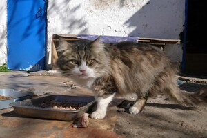 В одеському монастирі допомагають котам-біженцям (фото) фото 1