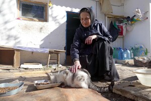 В одесском монастыре помогают котам-беженцам (фото) фото 4