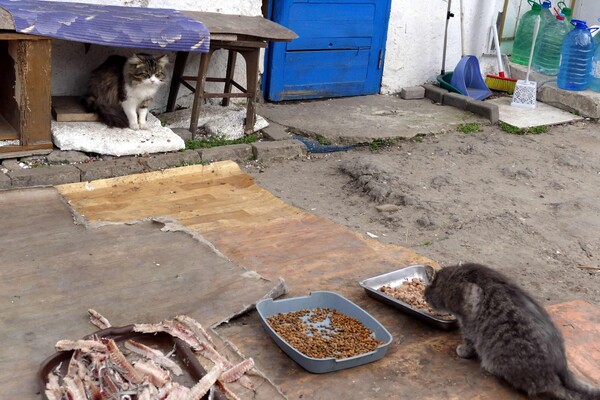 В одесском монастыре помогают котам-беженцам (фото) фото 5