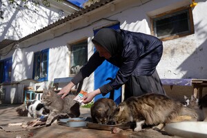 В одеському монастирі допомагають котам-біженцям (фото) фото 6
