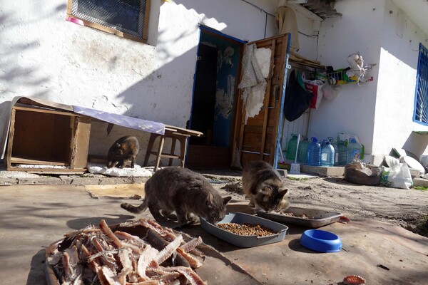 В одесском монастыре помогают котам-беженцам (фото) фото 8