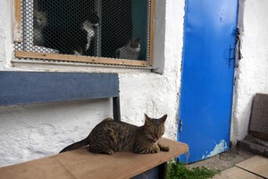В одеському монастирі допомагають котам-біженцям (фото) фото 9