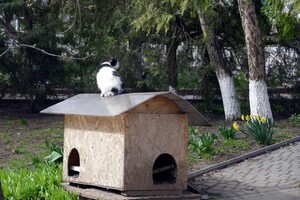 В одесском монастыре помогают котам-беженцам (фото) фото 14