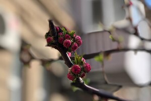 Ніщо не зупинить весну: в Одесі цвітуть сакури та магнолії фото