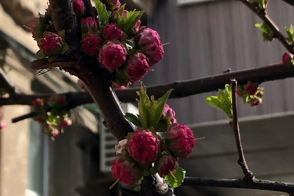 Ничто не остановит весну: в Одессе цветут сакуры и магнолии фото 1